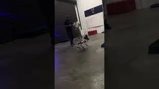 Robot dog distractions