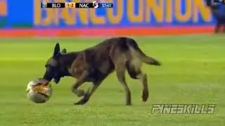Dog Interrupts Match, Steals Ball