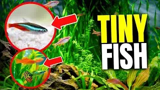 21 Fish That Actually Thrive in Small Tanks