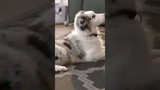 Die Ruhe in Person! 🐶 So hält dein Hund still