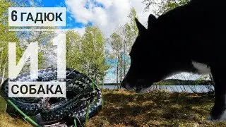 6 гадюк и 1 собака. Коварные болота Токсово.