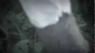 Борьба с тлёй на деревьях.