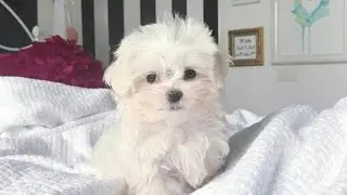 NAH CARDOSO GANHOU UMA CACHORRINHA