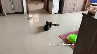 Persian cats 