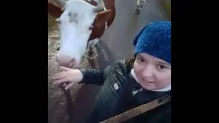 Вечер идем домой . Мои коровы октябрь 2022.