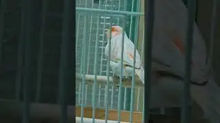 " Я спросил у ясеня, где моя любимая?"
