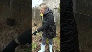 ОБРЕЗКА ГОРТЕНЗИИ. Резала в этот раз разными способами, с пояснениями причин.