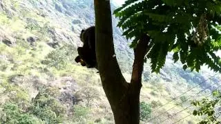 Monkey eating jackfruit