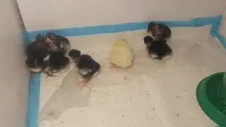 Брудер для цыплят