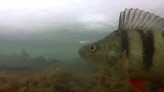 Озеро Сомино  Взгляд из под льда