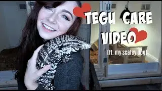 ARGENTINE BLACK AND WHITE TEGU CARE VIDEO! (BABY-ADULT)
