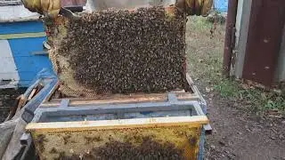 Подсадка матки из нуклеуса в основную семью и зимовка двух маток в одном клубе в изоляторах ХМАРЫ