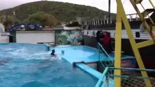 Галустян и дельфины