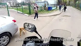 НИКОГДА НЕ ЗАБЫВАЙ ПРО СОБАК!!!
