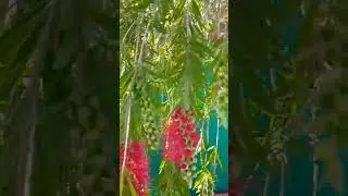 #flower #status #shortvideo