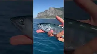 Рыбалка в Крыму на пеламиду. Ласпи. 