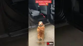 ДА ЛАДНО, ПЕШКОМ ПОЙДЁМ 😂