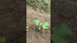 Plantação de pepino - crescimento com 15 dias