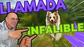 ✅ HAZ ESTO y tu PERRO ACUDIRA SIEMPRE a tu LLAMADA!! (💯x💯Garantizado)
