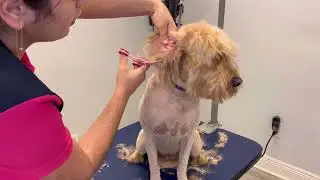 🐾Como pelar a un perro anudado./ Pelando a un perro con nudos. Grooming a matted dog.