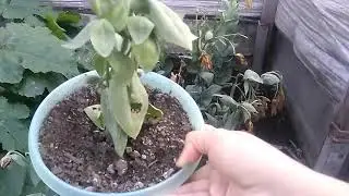 EUSTOMA 🤔 Is ​​it worth taking cuttings in the fall!? ❄ Preparing for winter