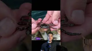لو شوفت السلطعونات دي اقضي عليها فورا ☠️