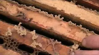 ПОСЛЕДНИЙ ШТРИХ ДЛЯ УСПЕШНОЙ ЗИМОВКИ ПЧЁЛ