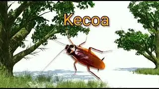Keanekaragaman Hewan Tingkat Rendah | Kelompok 7