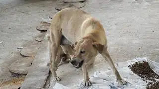 Mother Stray Dog Facing Many Dogs Bravely To Protect Her Children.