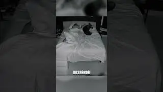 Невероятная преданность собачек СВОЕЙ ХОЗЯЙКЕ😱🔥😍