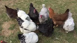 Backyard Chickens Eat Greek Yogurt
