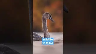 Do You NEED Full Frame For Wildlife Photography?