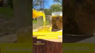Лимонад из ОДУВАНЧИКА🍋 