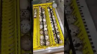 Вылупились самые МАЛЕНЬКИЕ ПТЕНЧИКИ 🥰
