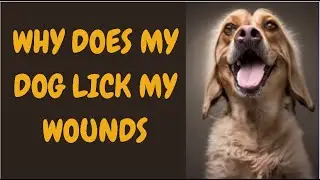 Why Does My Dog Lick My Wounds