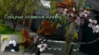Собираю Травку Хомякам 🌿🐹💗 Какую Траву Можно Хомяку