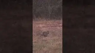 Bobcat drop (animal hunting #92)