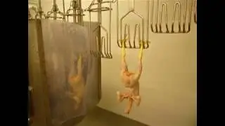 Matadero 200 - 400 Pollos x Hrs