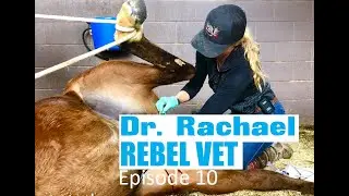 Dr. Rachael Rebel Vet Episode 10 'I'll Take Those' Horse Castration