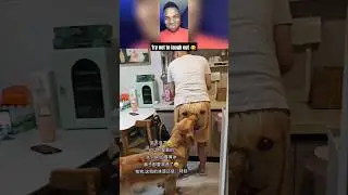 try not to laugh 🤭 challenge 31 #shorts #funny #comedy