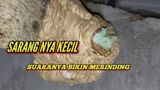SARANG TAWON SEKECIL INI,, SUARANYA BIKIN MERINDING,, NGETRIILLLL.