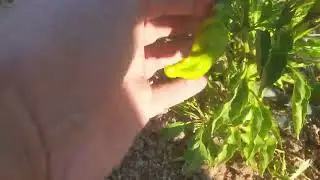 Tatlı acı Maraş biberi (İsotluk ve pul biberlik en iyi biber çeşidi)