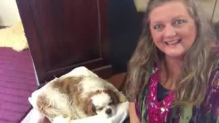 Healing for Animals with Reconnective Healing