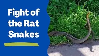 Fight of the Rat Snakes | Snake Fight | 2 snakes together