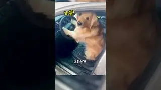 "집사야 타!" 차 좀 몰아 본 댕댕이 🐾🛞 #shorts #pets #골댕이 #골든리트리버 #리트리버 #강아지 #댕댕이