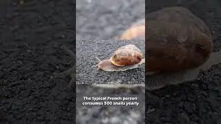 Fun Facts About Every Country In The World #61 - France 🇫🇷