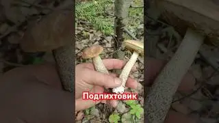 #Подпихтовик