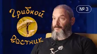 Грибной Вестник №3 | Грибы-ферментаторы, история спорыньи и полезные свойства сморчков.