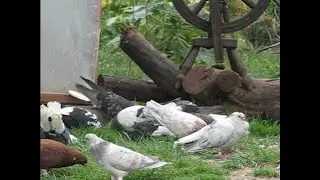 Голубиные песни любви.