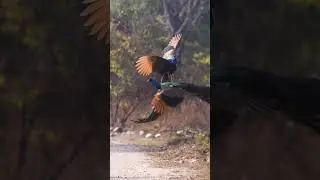 This music